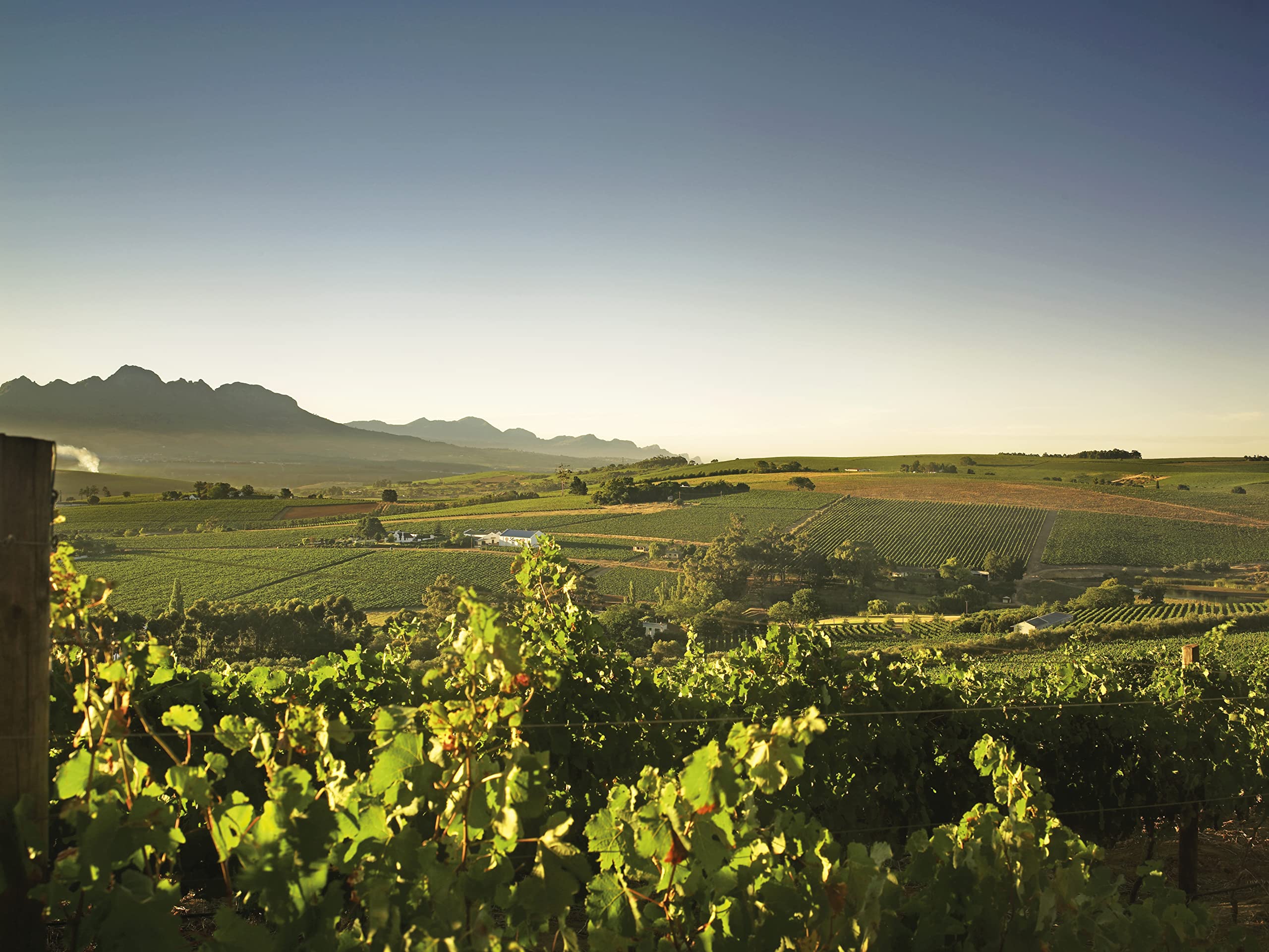 Pongracz Blanc de Blancs Chardonnay Methode Cap Classique, 75cl 9