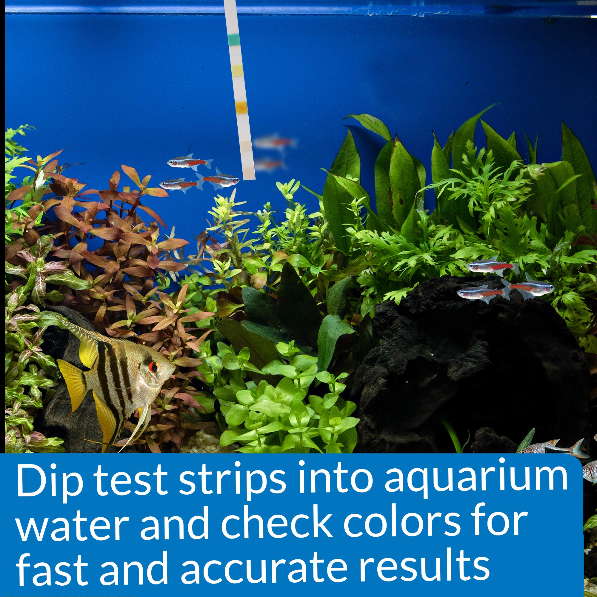 API 5-IN-1 Test Strips - Monitors pH, Nitrite, Nitrate, GH, KH for Freshwater & Saltwater Aquariums | 4 Count 6