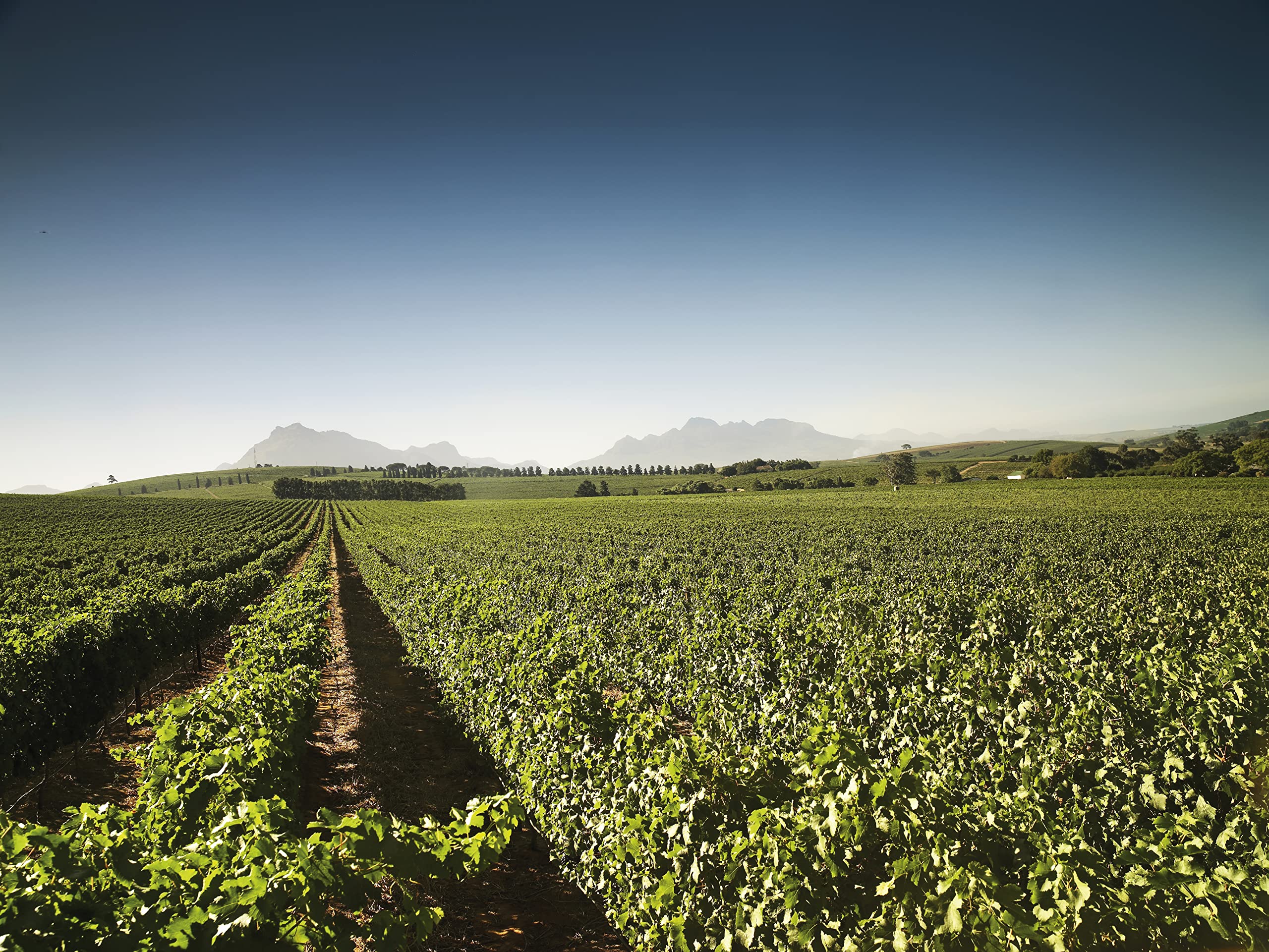 Pongracz Blanc de Blancs Chardonnay Methode Cap Classique, 75cl 10