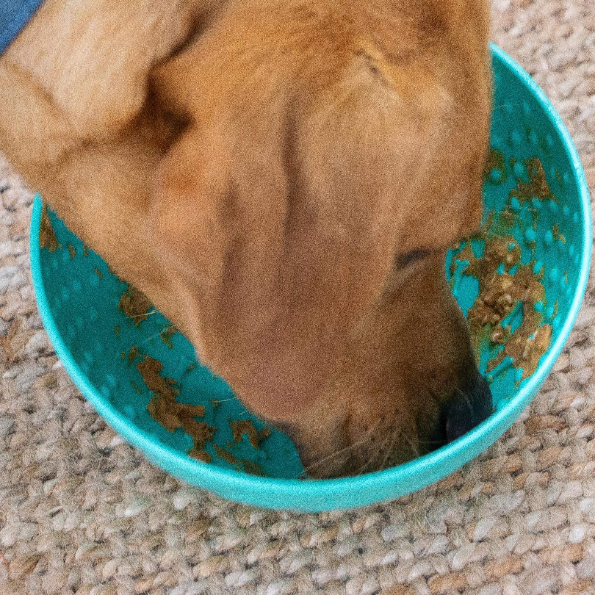 Ancol Örva Pet Enrichment Wobble Bowl - Interactive Slow Feeder for Dogs | Green | Durable 6