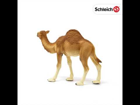 Schleich 14832 Dromedaris Wild Leven